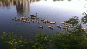 Baby Geese in Boston