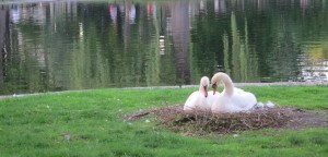 Nesting Swans - Boston Common